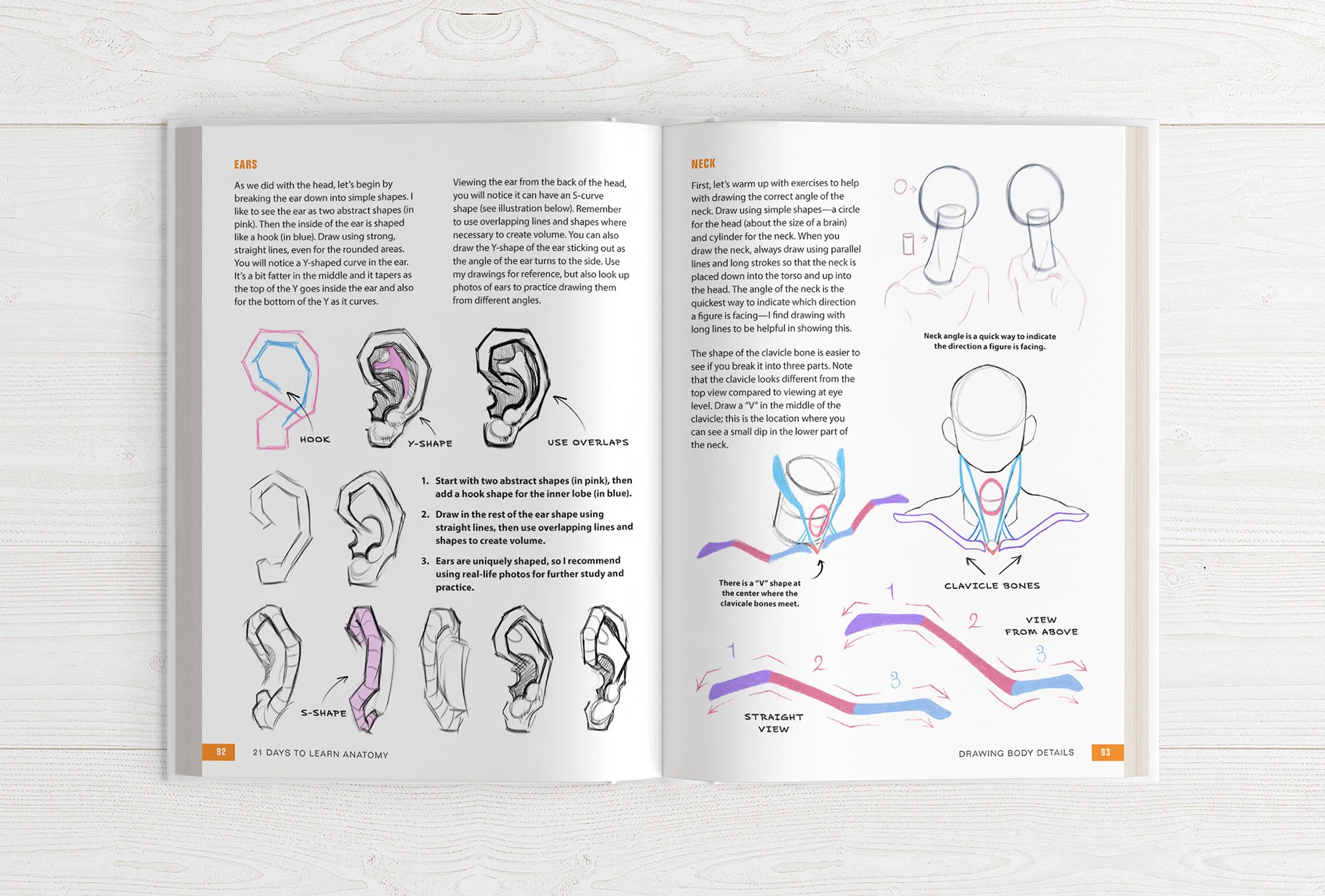 21 Days to Learn Anatomy - Image 12