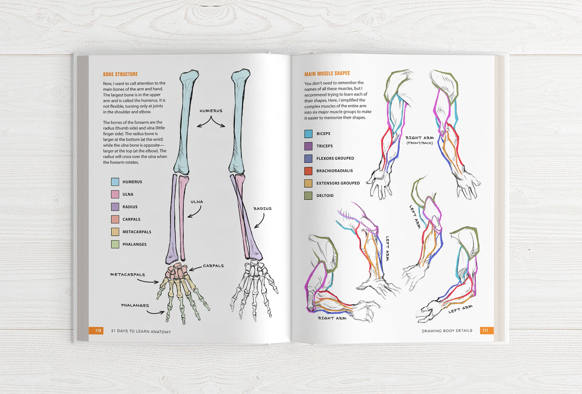 21 Days to Learn Anatomy - Image 15